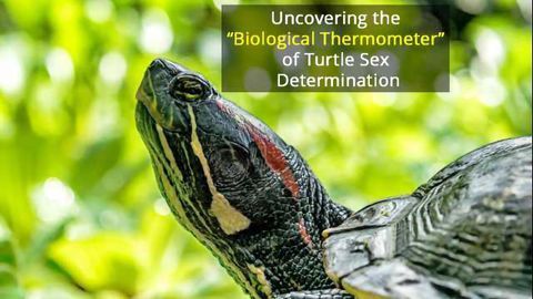 Why Baby Turtles Turn out Male When the Heat Is Turned Down
