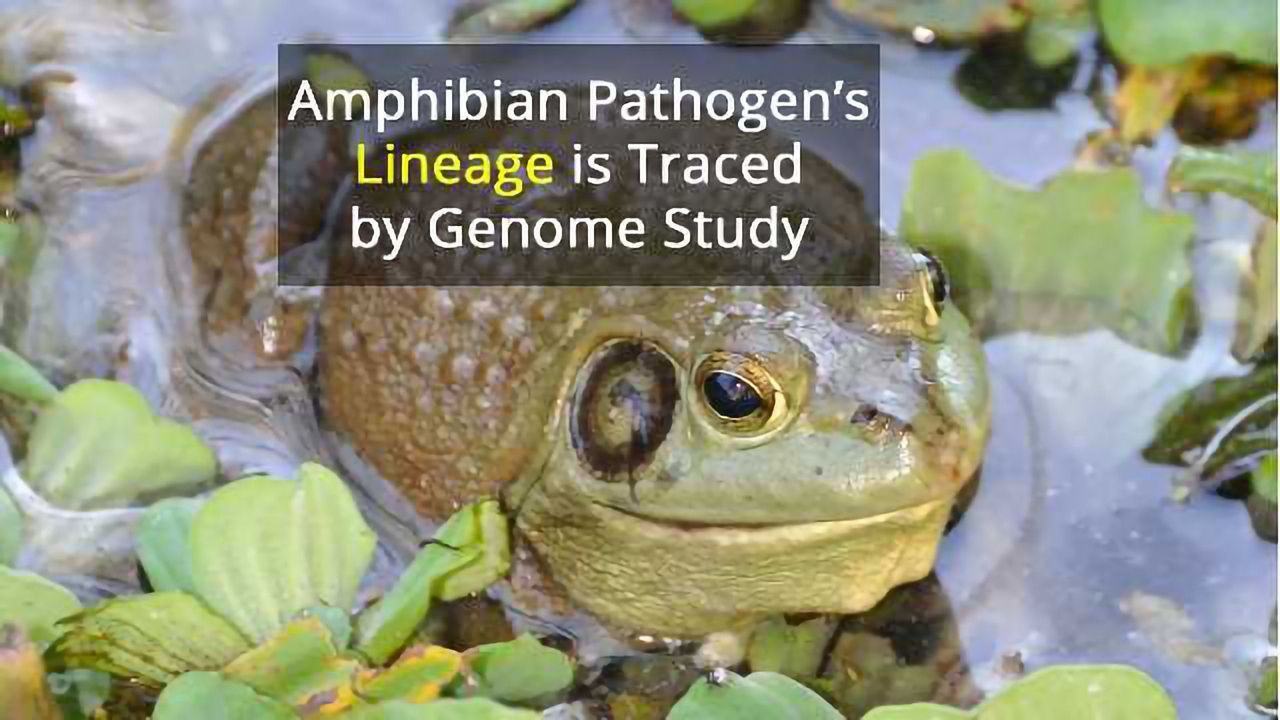 Fatal Frog Fungus Is From Far East, Finds Study