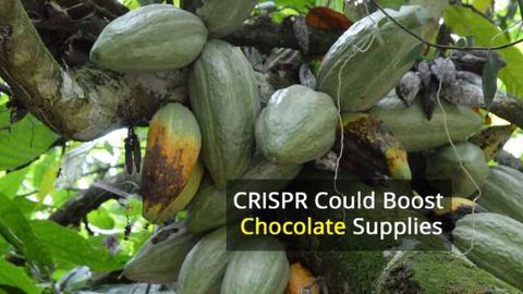 Cacao Trees Edited by CRISPR Could Produce More Chocolate