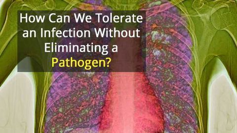 More Is Not Better When It Comes to T Cells and Tuberculosis
