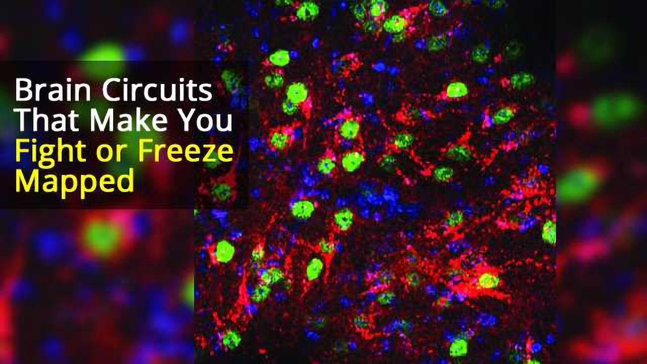 Scientists Uncover Brain Circuits Behind Putting up a Fight or Freezing