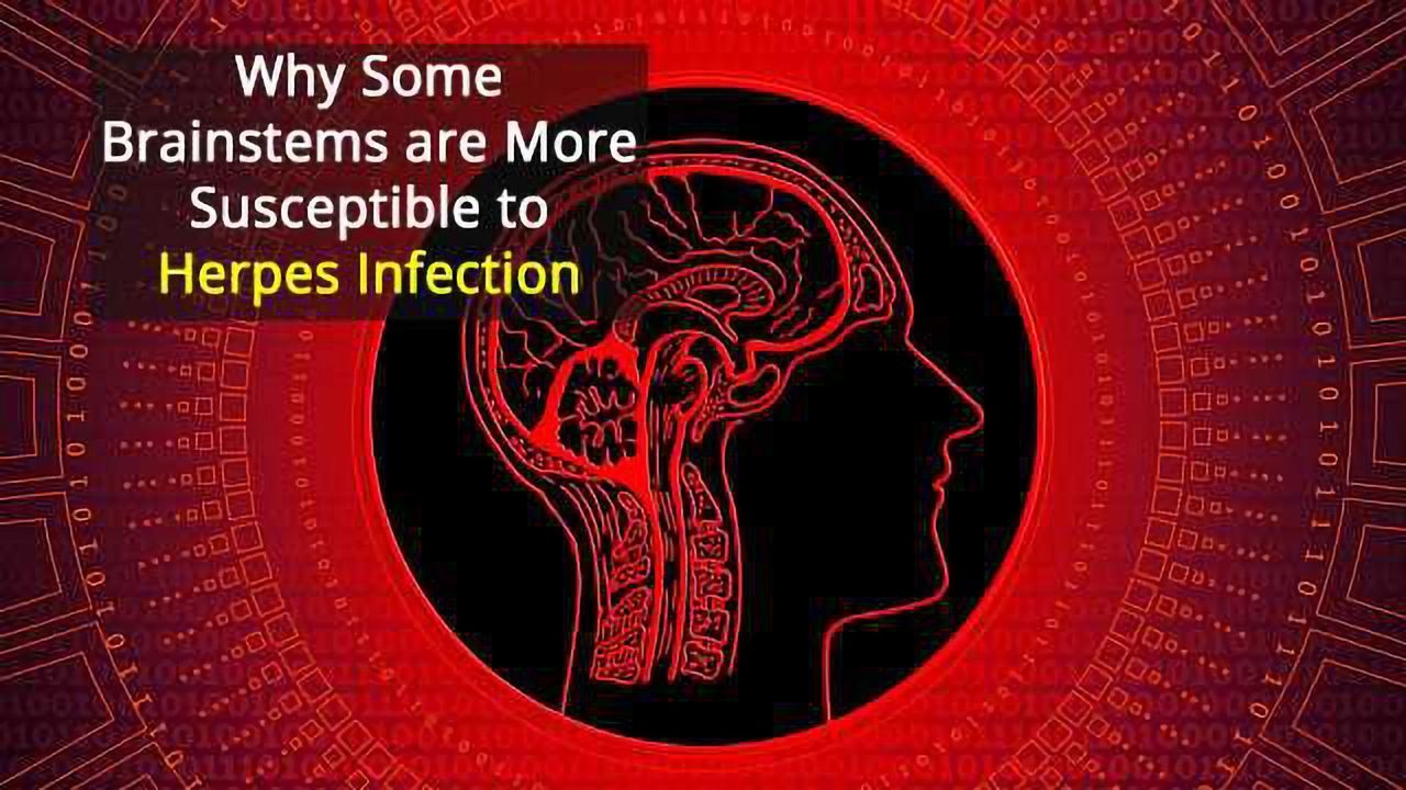 Brainstem Susceptibility to Viral Infection Linked to Mutation