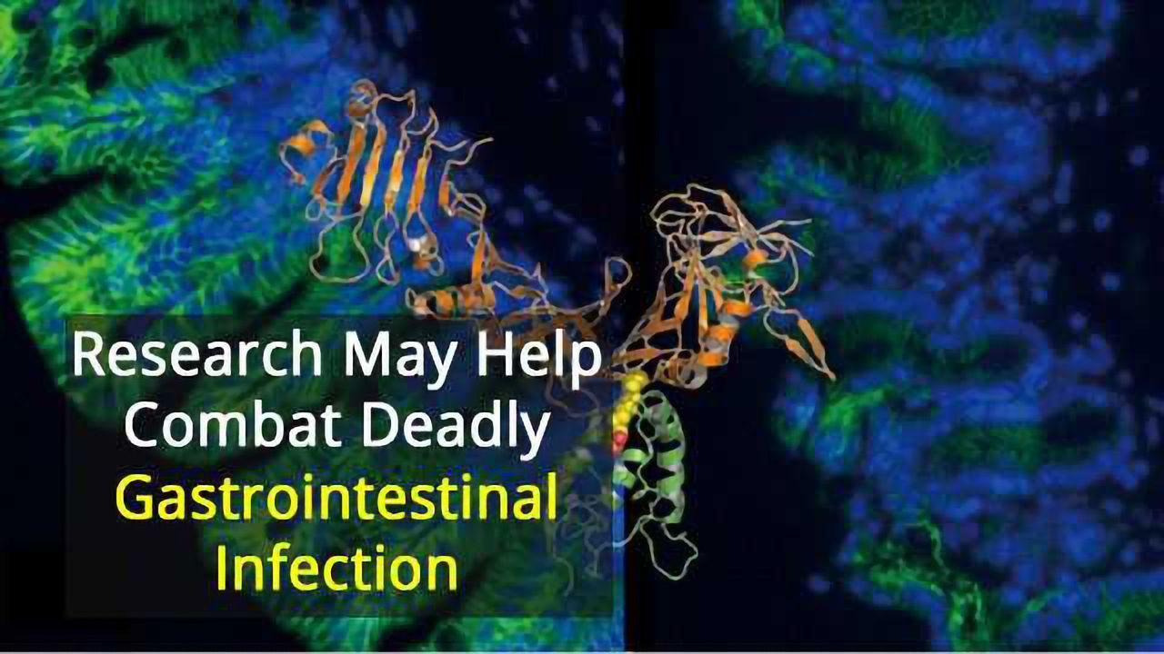 Revealing How C. diff Recognises its Human Target
