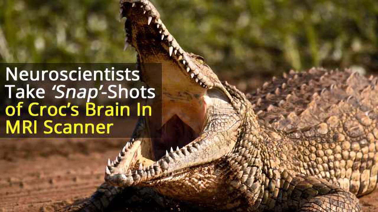 Bach Worse Than His Bite? Crocodile Listens to Classical Music in MRI Machine