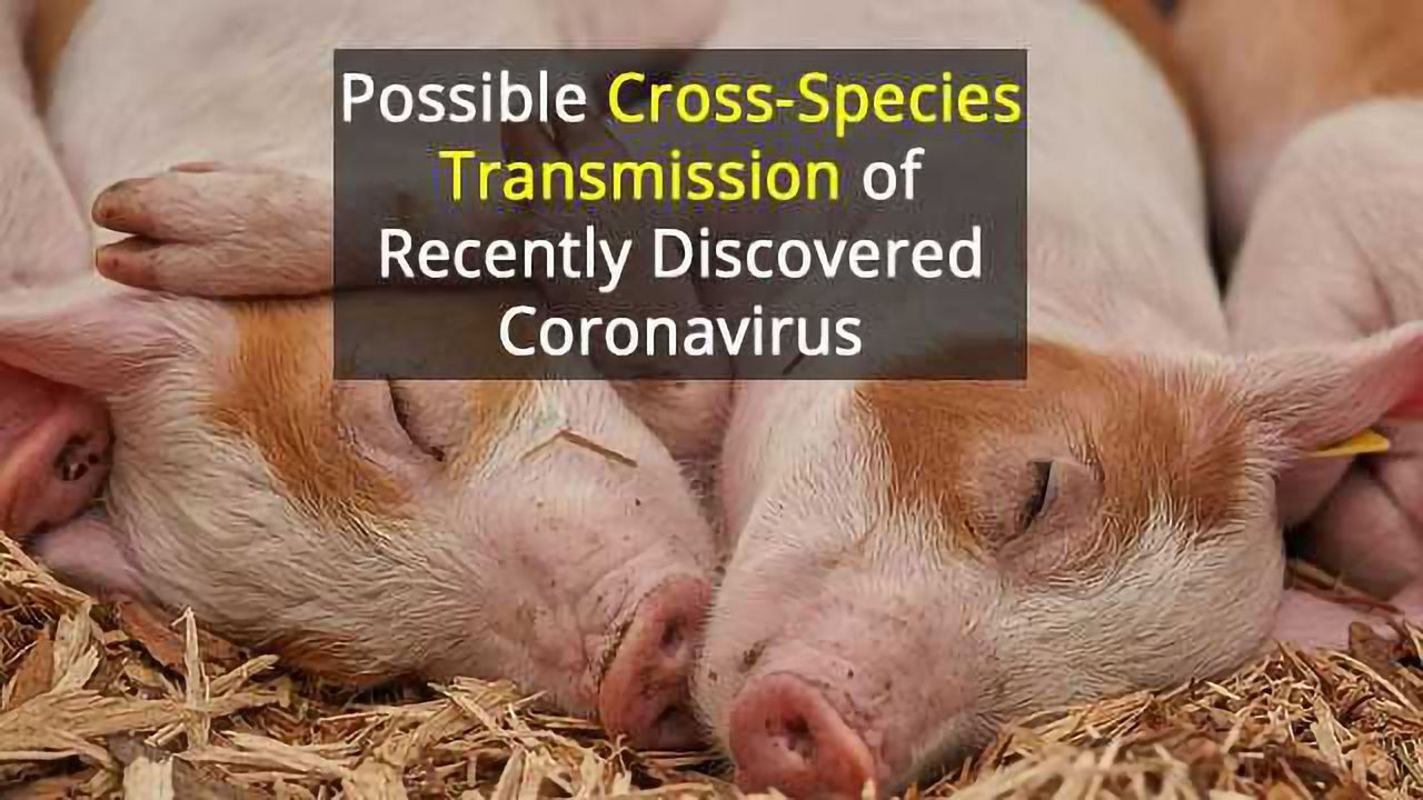 Potential Human Threat From New Pig Virus