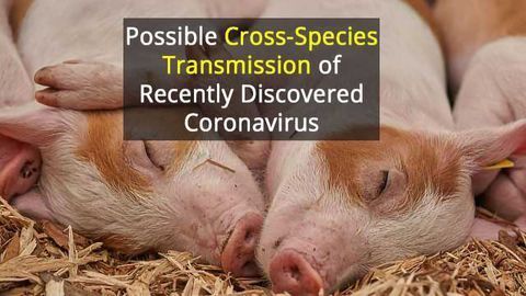 Potential Human Threat From New Pig Virus