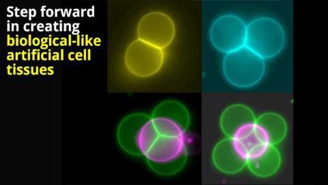 Mini Tractor Beams Help Arrange Artificial Cells into Tissue Structures
