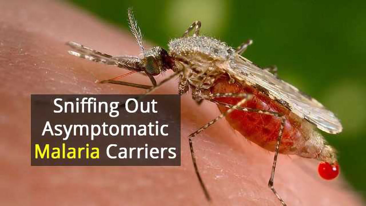 Altered Body Odor Indicates Malaria Even if Microscope Doesn't