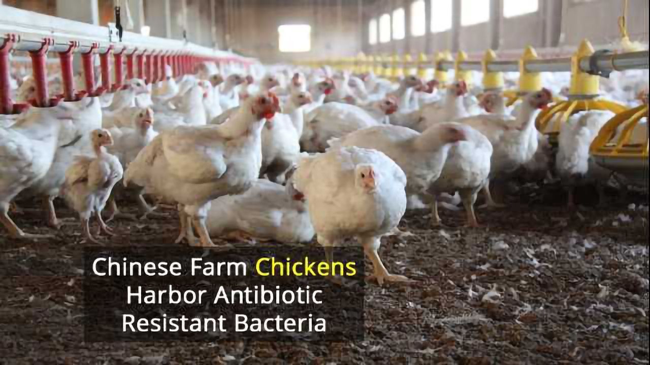 E. Coli Resistance Gene Combination Found in Chicken Farm