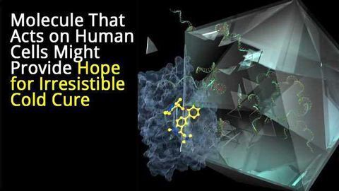 Molecule Prevents Common Cold Virus from Hijacking Human Cells