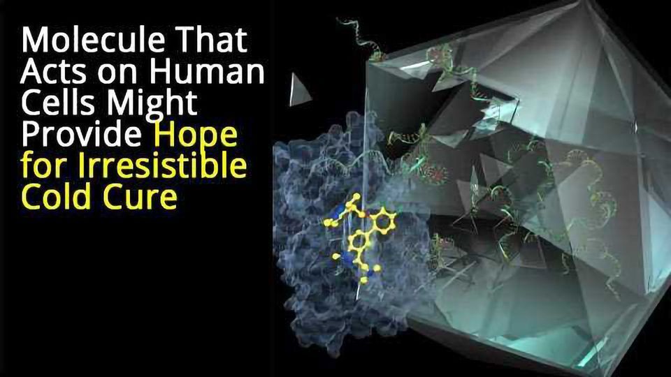 Molecule Prevents Common Cold Virus from Hijacking Human Cells ...