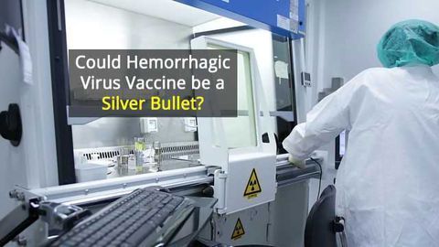 Vaccine to One Hemorrhagic Virus Could Protect Against Others