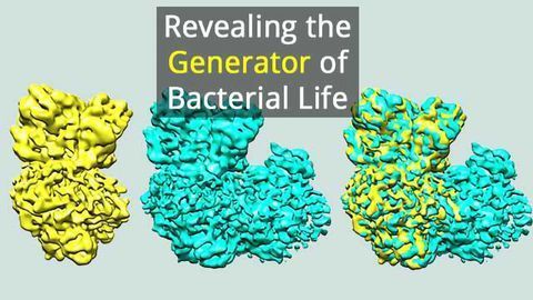 How Bacteria Guide Electron Flow for Efficient Energy Generation