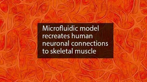 Novel Neuromuscular Junction Model Benefits Drug Discovery