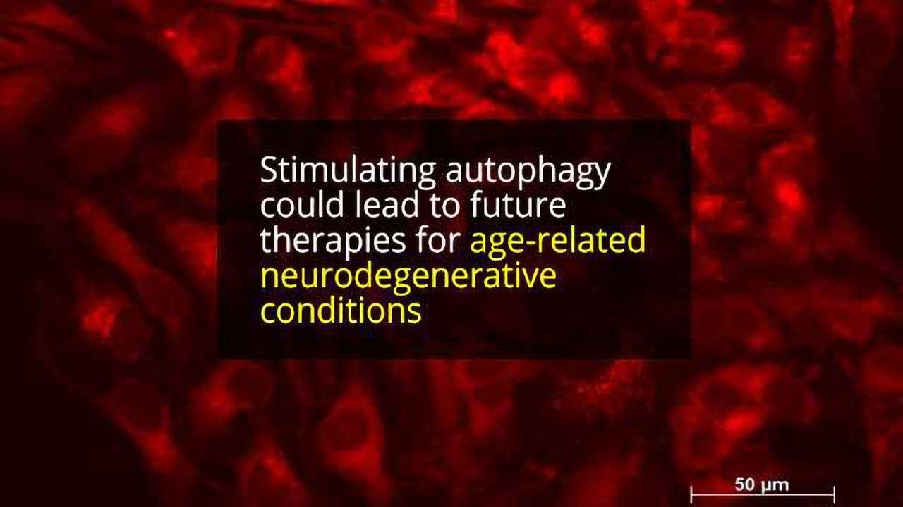 New Way to Stimulate Cellular Recycling Process