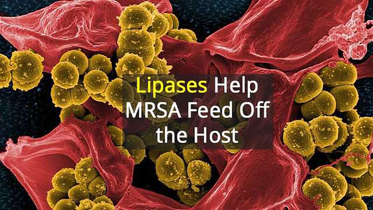 Using MRSA's Strength Against It
