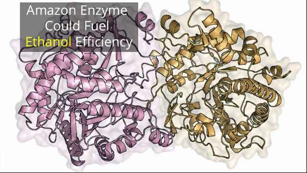 Amazonian Enzyme Could Boost Ethanol Fuel Production