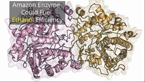 Amazonian Enzyme Could Boost Ethanol Fuel Production