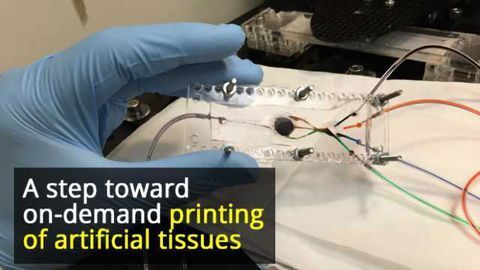 3D Printer Developed That Can Create Complex Biological Tissues