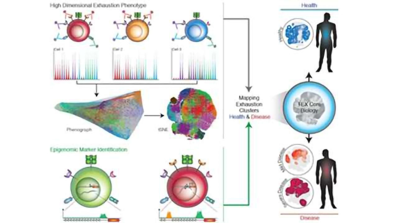 Different Diseases Elicit Distinct Sets of Exhausted T Cells