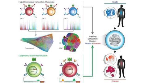 Different Diseases Elicit Distinct Sets of Exhausted T Cells
