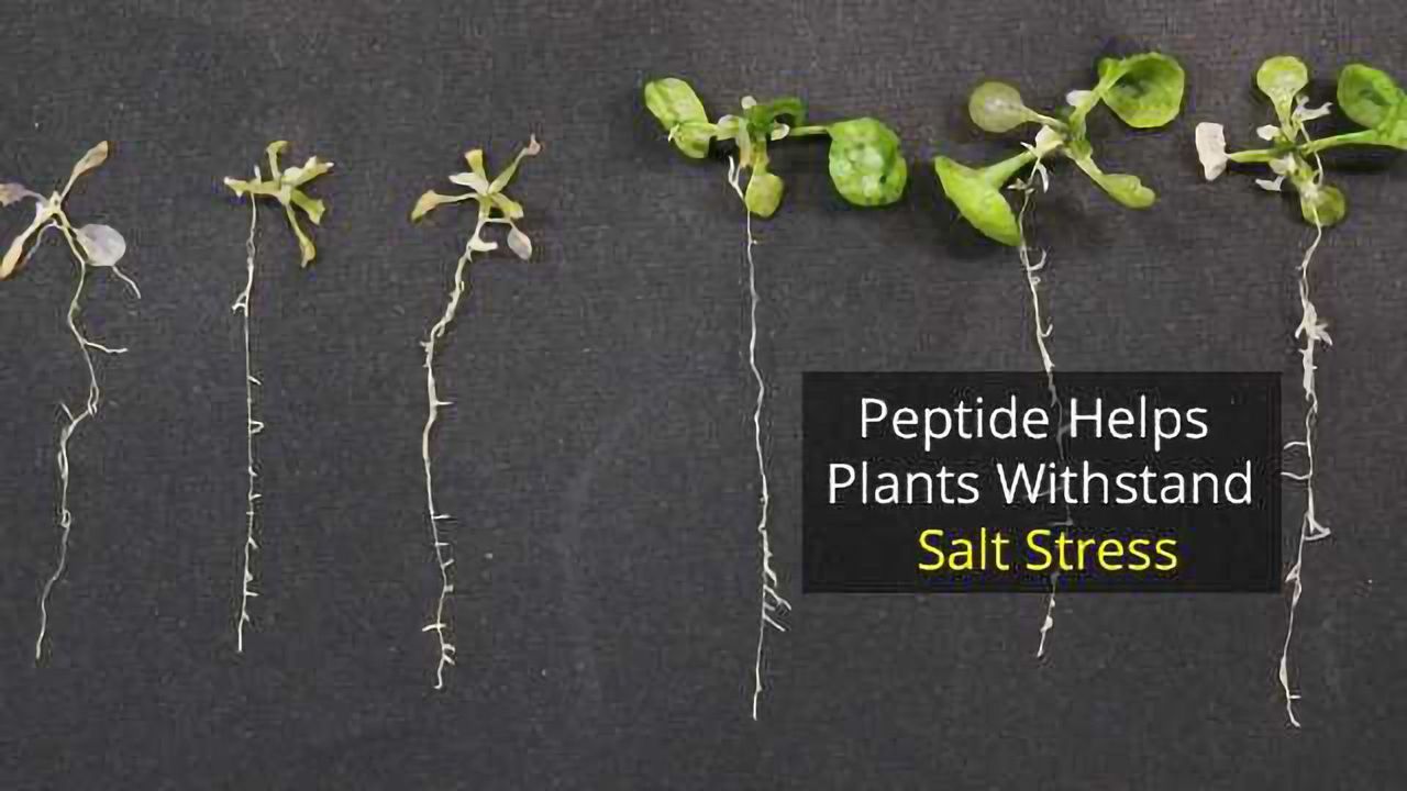 Plant Peptide Gives Relief From Salty Stress