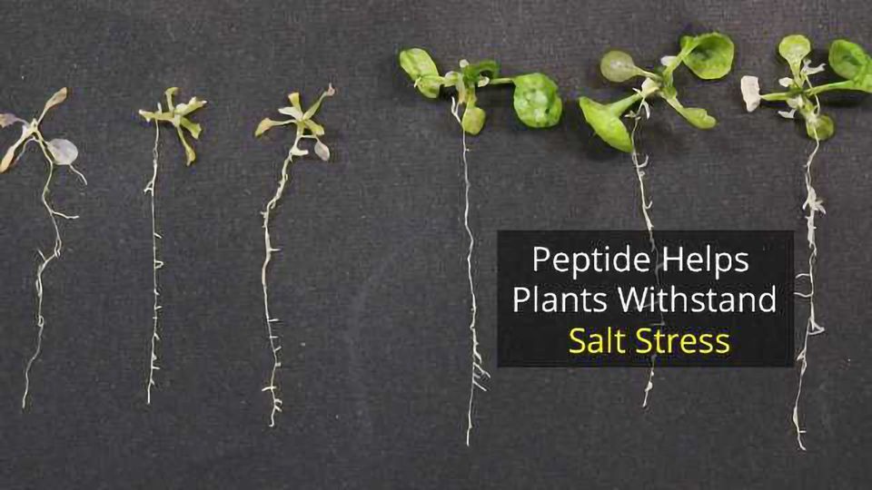 Plant Peptide Gives Relief From Salty Stress content piece image