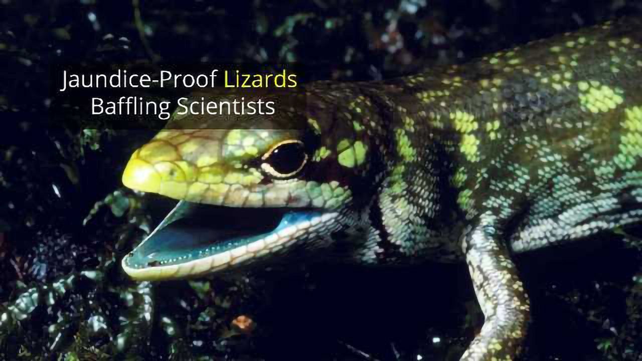 Lime-Green Lizard Blood Baffles Scientists