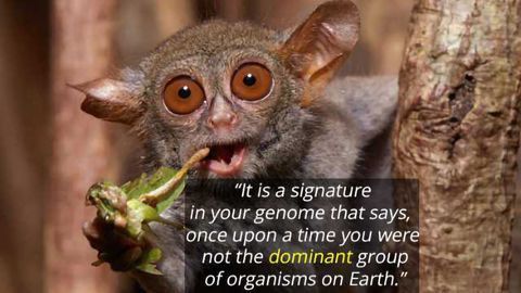 Our Bug-Eating Ancestors Revealed