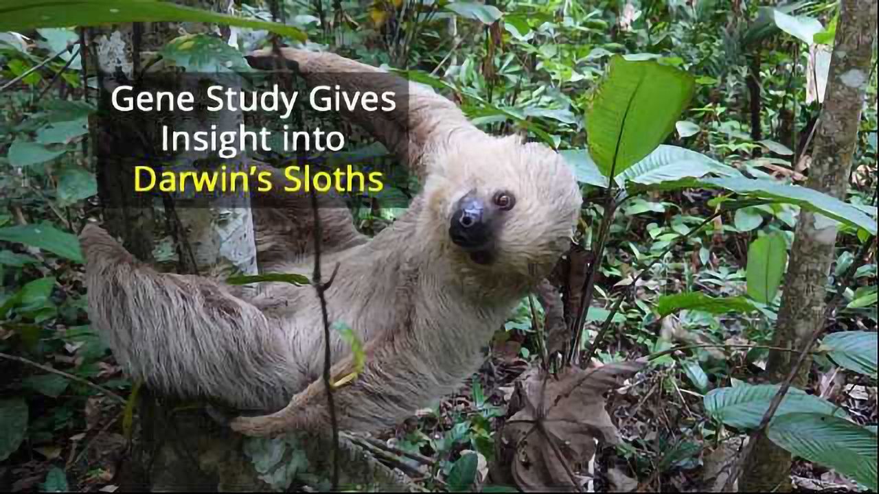 Slow Movement, Slow Evolution: How Sloths Became Tree-Dwellers Over 22 Million Years