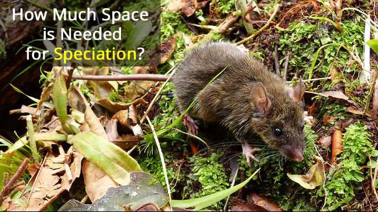 Island Life: Worm-eating Mice Hold Clues to Evolution