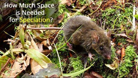 Island Life: Worm-eating Mice Hold Clues to Evolution