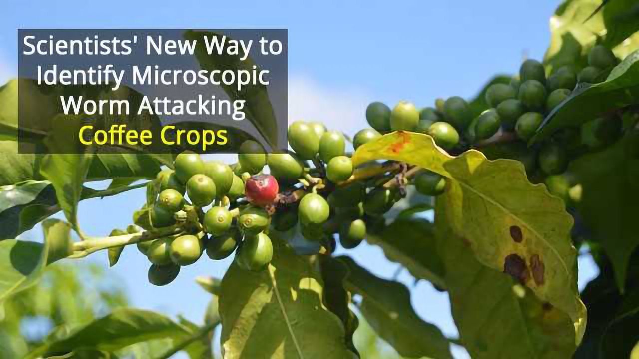 Underestimated Microscopic Problem For Coffee Crops