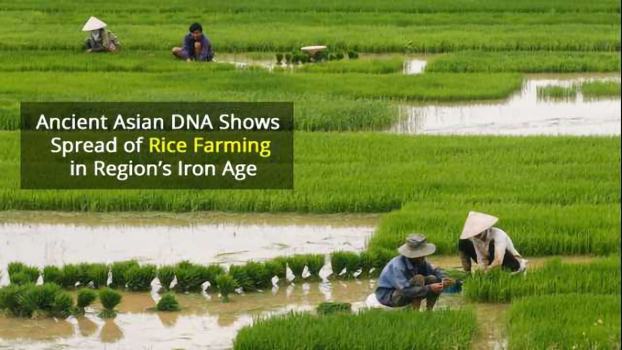 4000-Year Old DNA Helps Track the Spread of Rice Farming in Asia