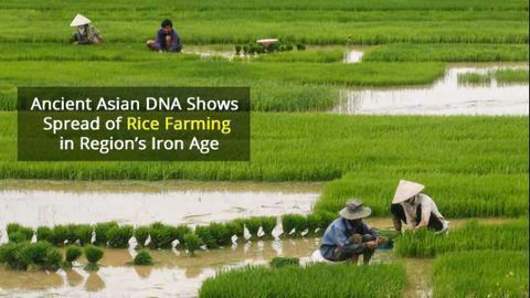 4000-Year Old DNA Helps Track the Spread of Rice Farming in Asia