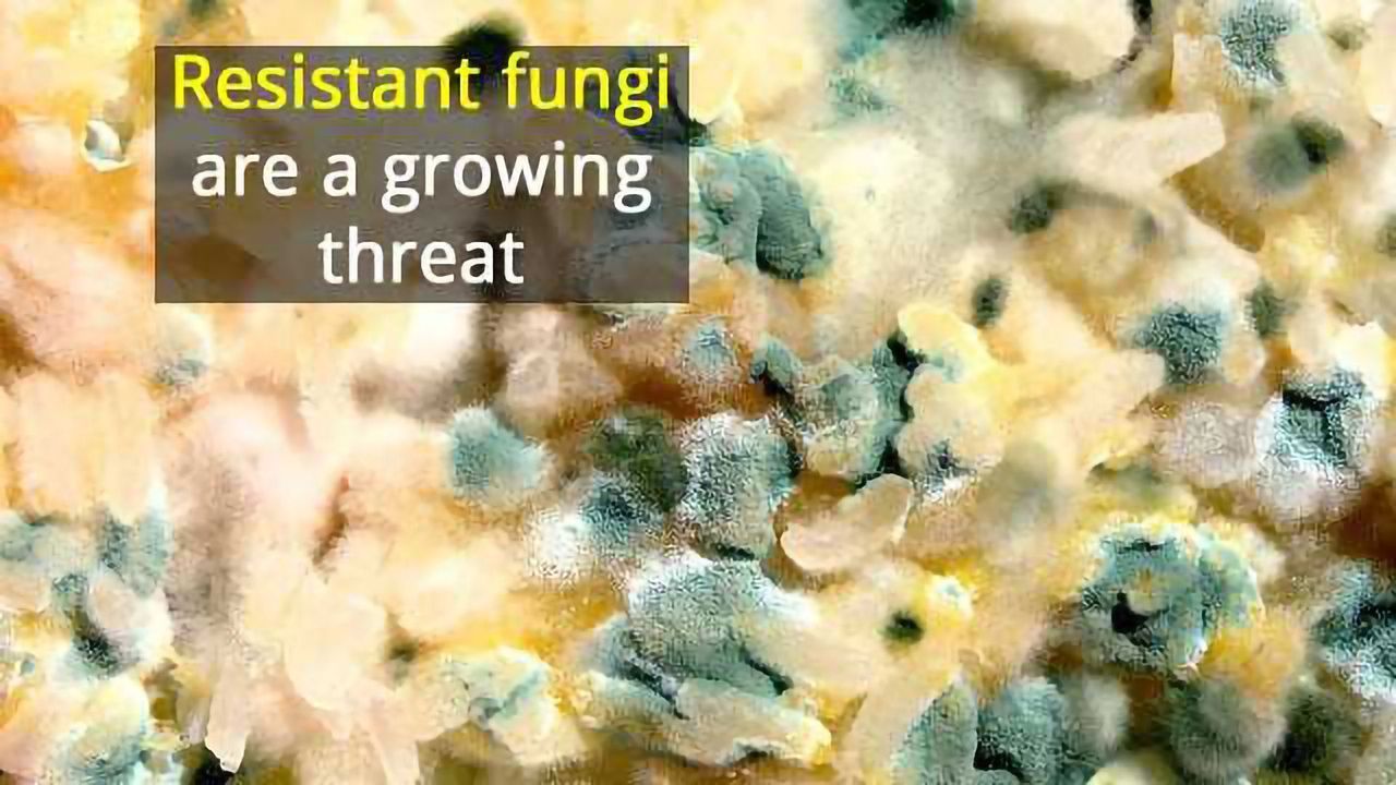 Resistance to Antifungals Could Lead to Disease and Global Food Shortages