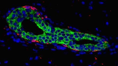 Stem Cell Signaling Drives Mammary Gland Development