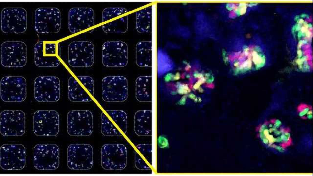 Robots Grow Mini-Organs From Human Stem Cells
