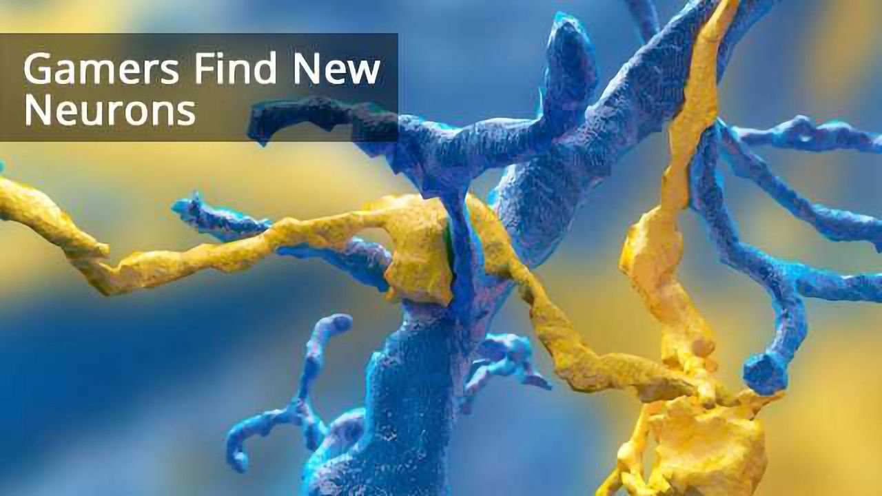 Gamers Map Brain, Discover Six New Neuron Types