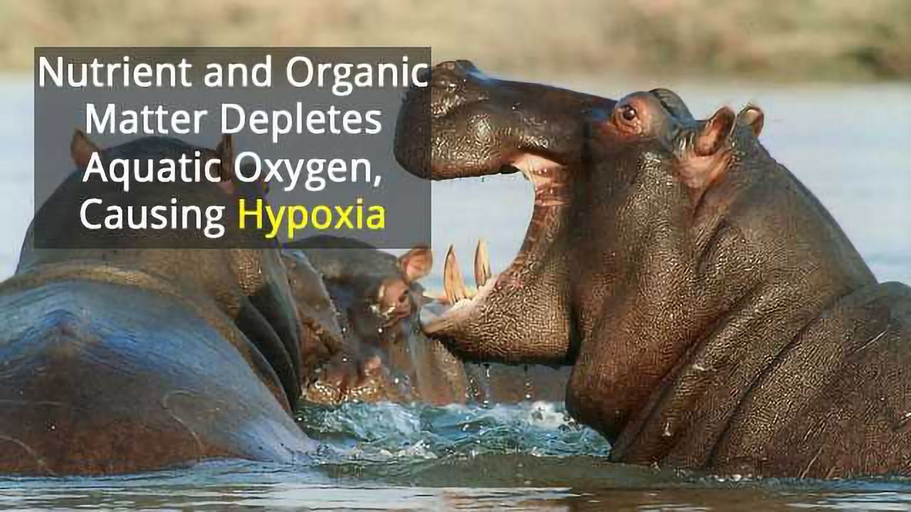 Hippo Waste Causes Fish Kills
