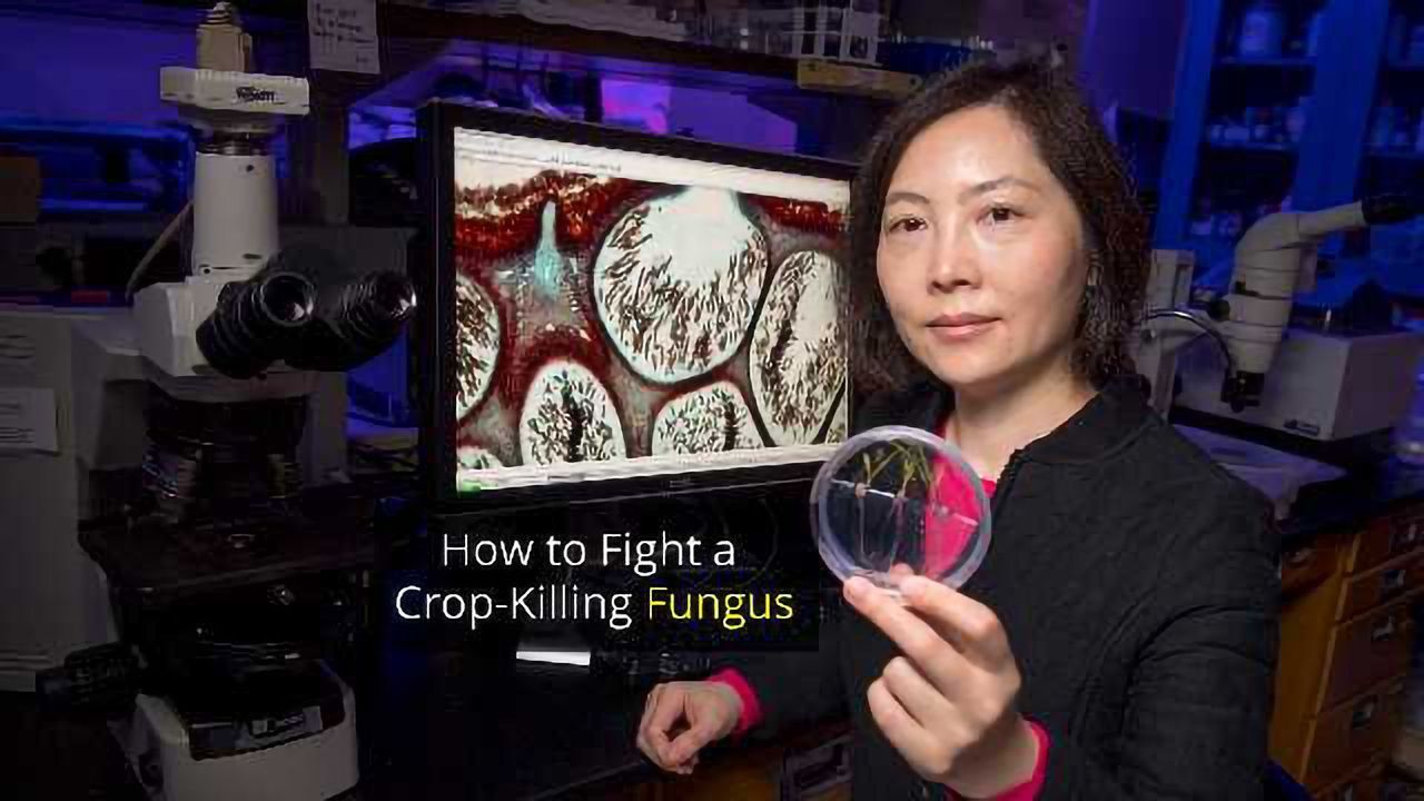 Study Could Spawn Better Ways to Combat Crop-Killing Fungus