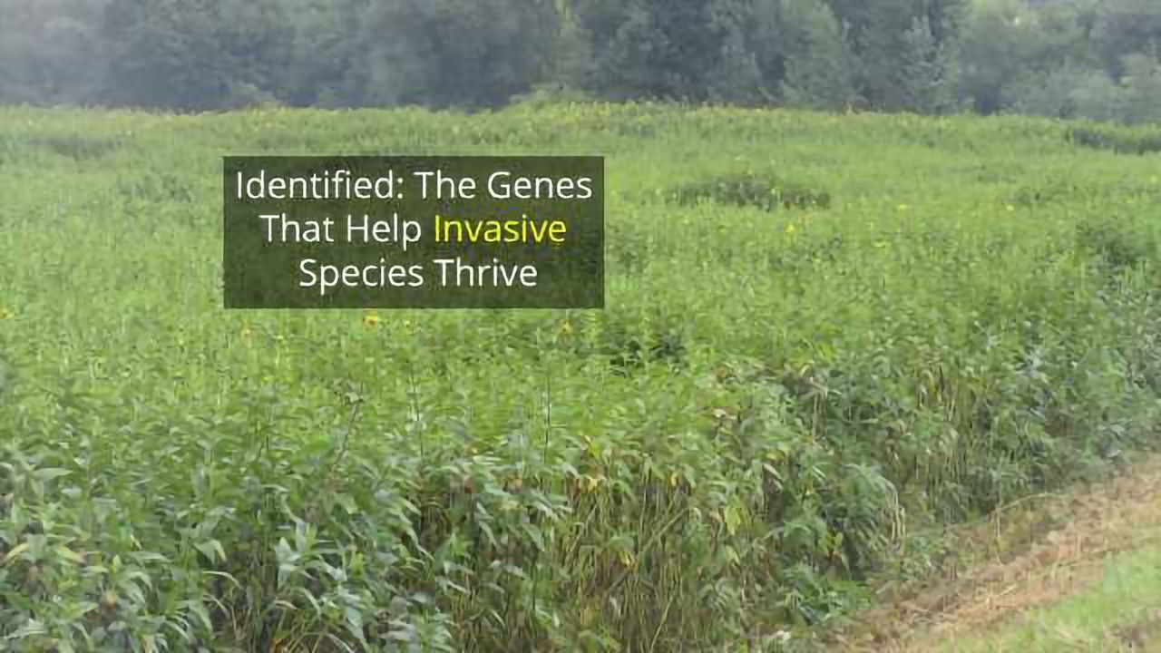Genetics Help Make a Weed a Weed