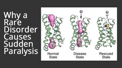 Targeting a Leaky Protein that Causes Paralysis