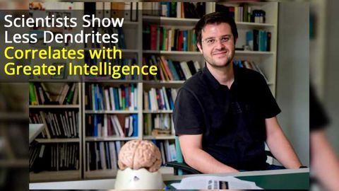 Smaller Numbers of Dendrites Correlate With Greater Intelligence