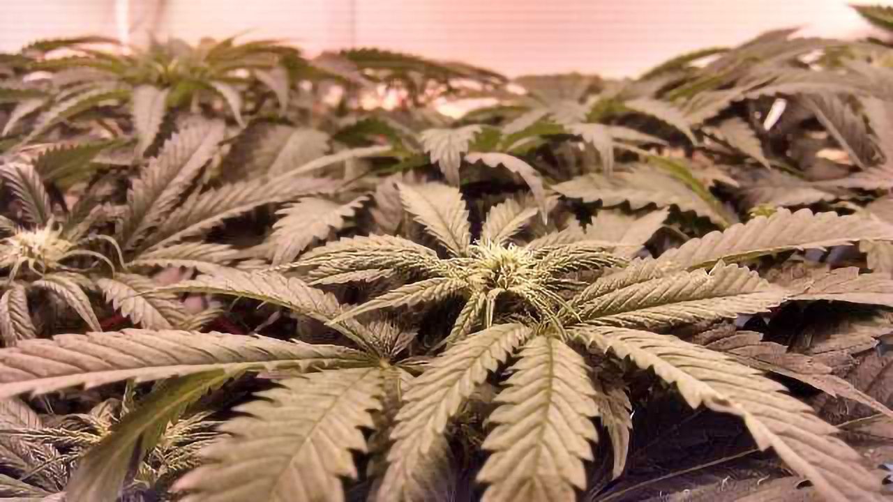 Trends in Medical Cannabis: Epidiolex and the FDA