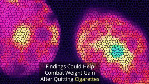 Nicotine Proteins Can Help Burn Beige Fat