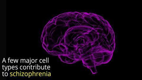 Cell Types Underlying Schizophrenia Identified