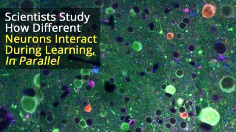 Learning Changes Responses of Different Cell Types in Visual Cortex