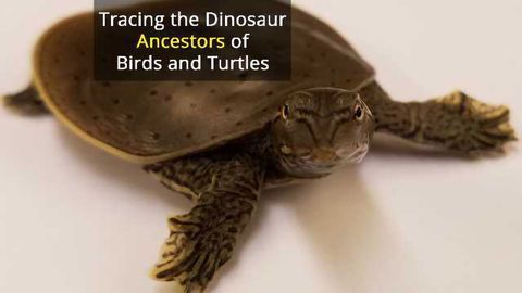 Bird and Turtle Chromosomes Help Identify Dinosaur DNA