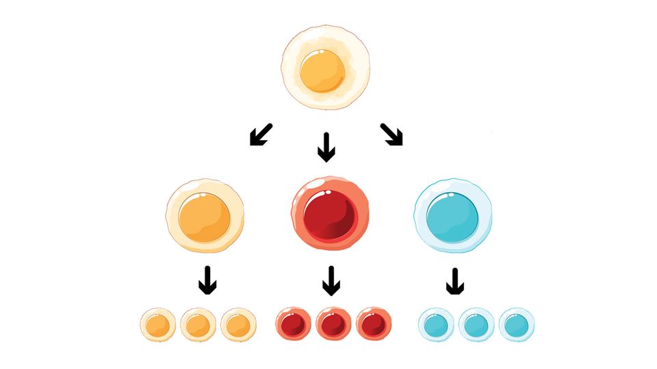 Diagram illustrating stem cell differentiation into three specialized cell types.